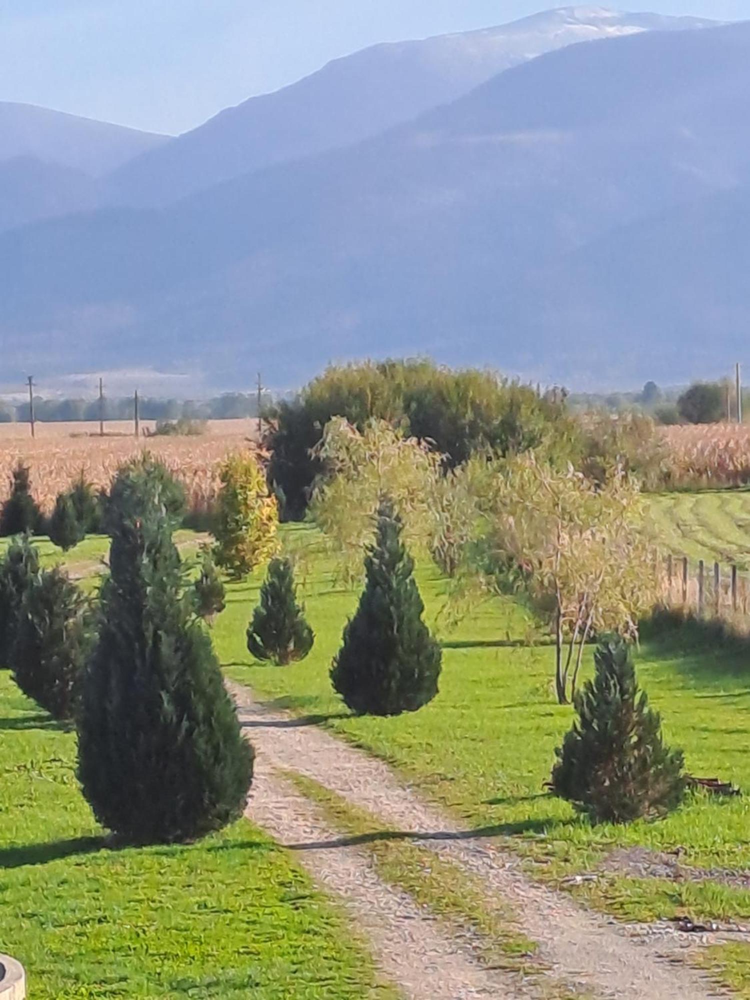 La Izvoare Pensiune-Păstrăvărie Sîmbăta de Sus Cameră foto