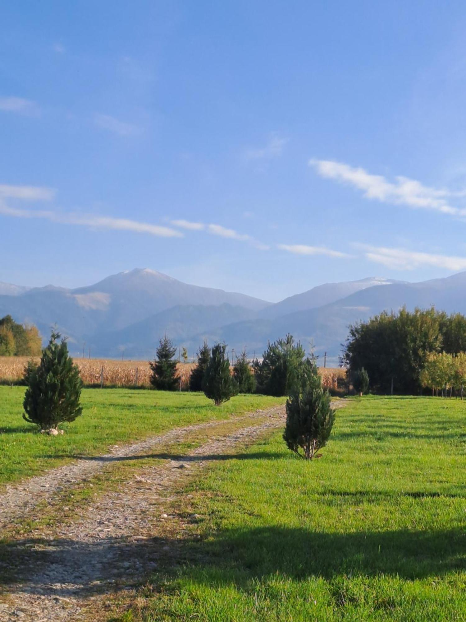 La Izvoare Pensiune-Păstrăvărie Sîmbăta de Sus Cameră foto